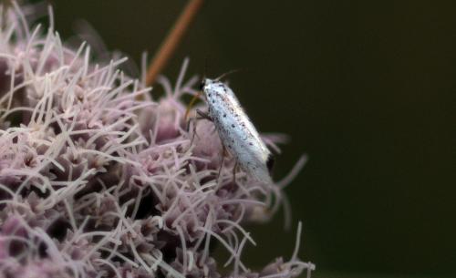 Yponomeuta sp.